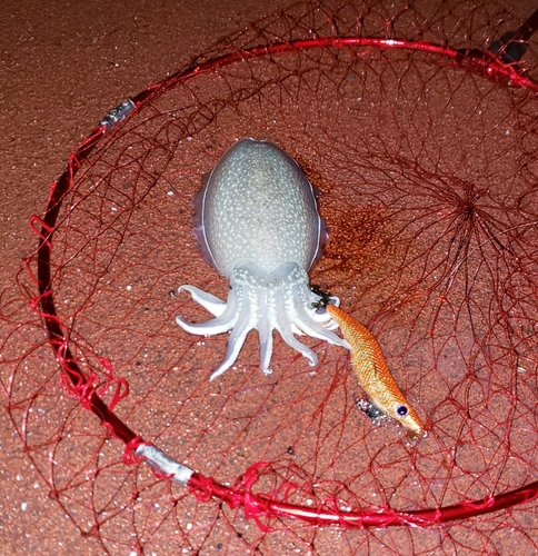 コウイカの釣果