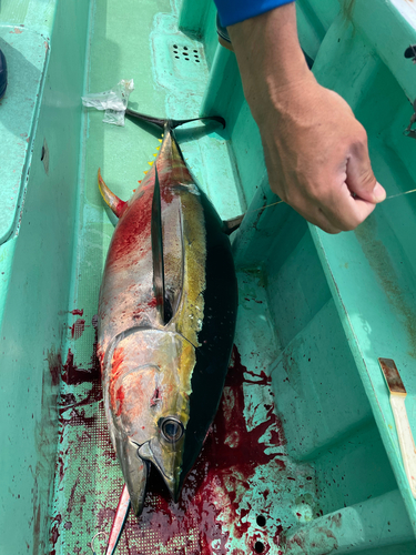 キハダマグロの釣果