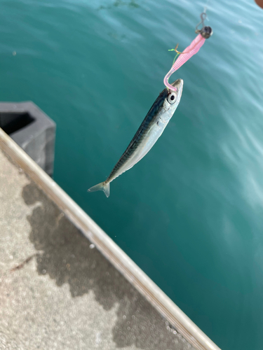 サバの釣果