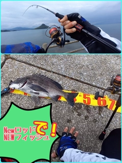 チヌの釣果