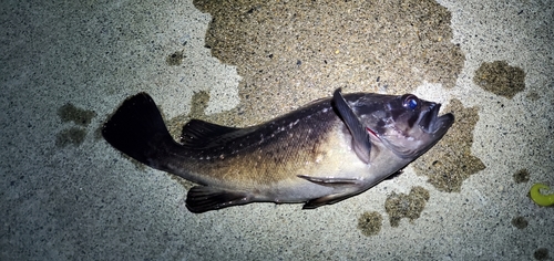 クロソイの釣果