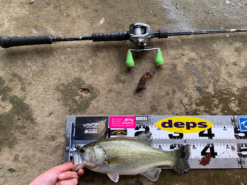 ブラックバスの釣果