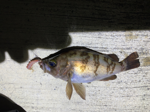 シロメバルの釣果