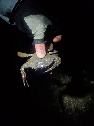 カニの釣果