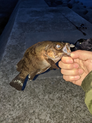 メバルの釣果