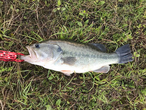 ラージマウスバスの釣果