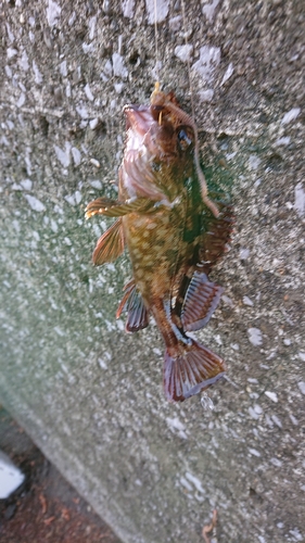 カサゴの釣果