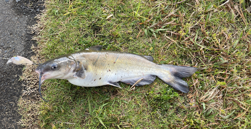 アメリカナマズの釣果