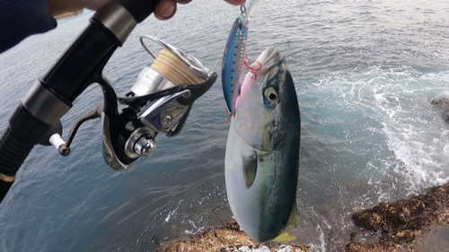 イナダの釣果