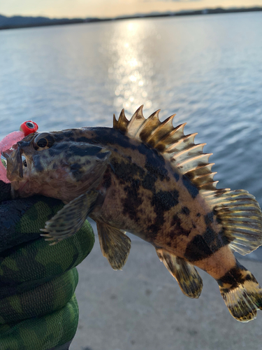 タケノコメバルの釣果