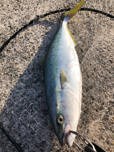 ハマチの釣果