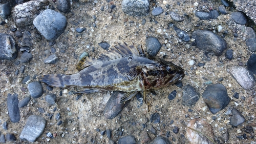 タケノコメバルの釣果