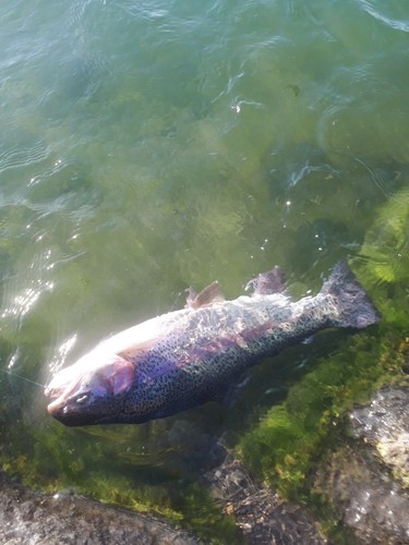 ニジマスの釣果