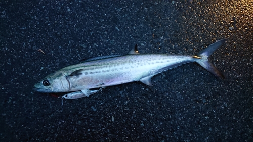 サゴシの釣果