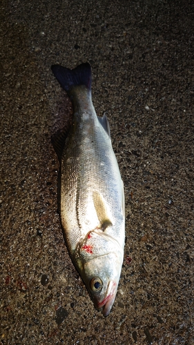 セイゴ（マルスズキ）の釣果