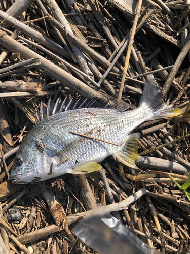 キチヌの釣果