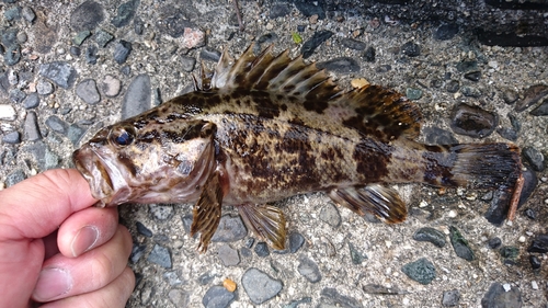 タケノコメバルの釣果