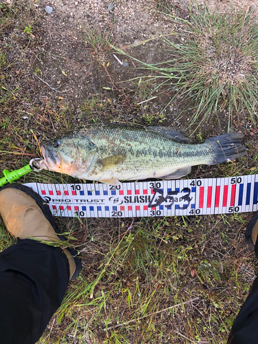 ブラックバスの釣果