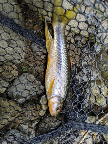 カワムツの釣果