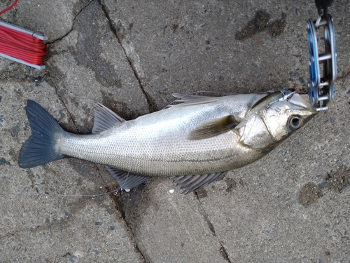 セイゴ（マルスズキ）の釣果