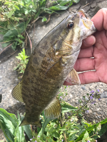 スモールマウスバスの釣果