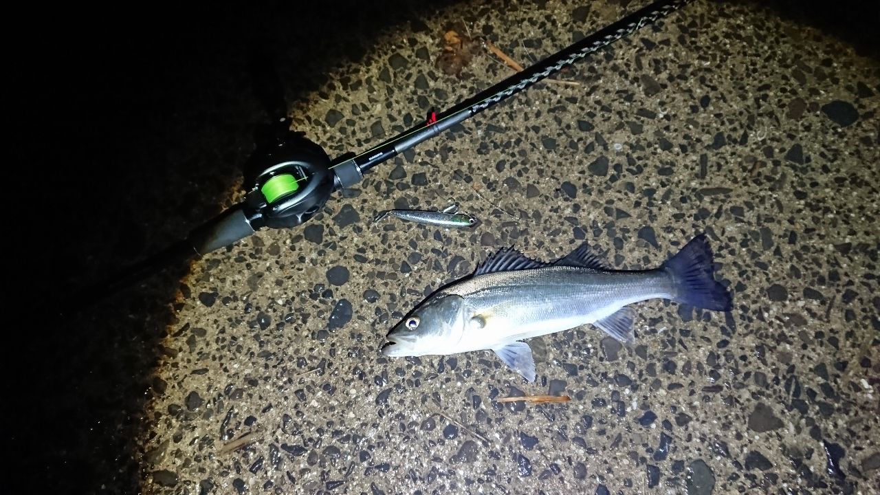 セイゴ（マルスズキ）