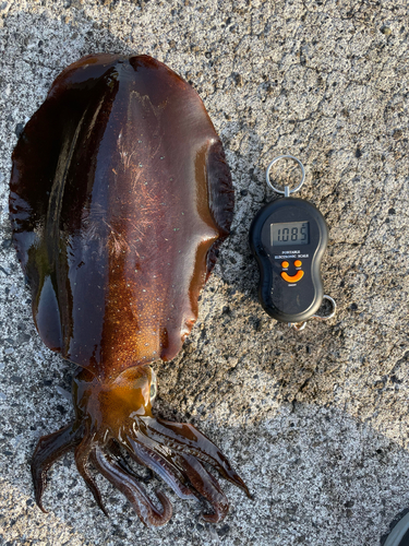 アオリイカの釣果