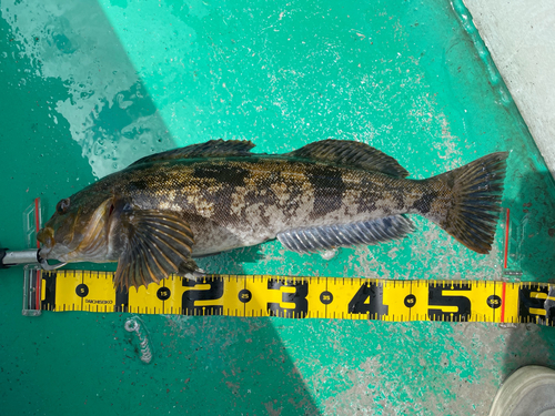 アブラコの釣果