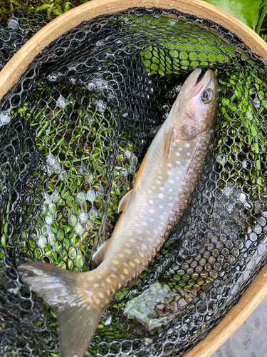 イワナの釣果