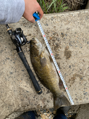 スモールマウスバスの釣果