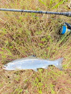 サクラマスの釣果