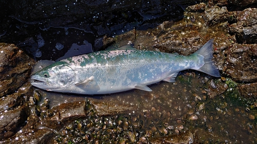 サクラマスの釣果