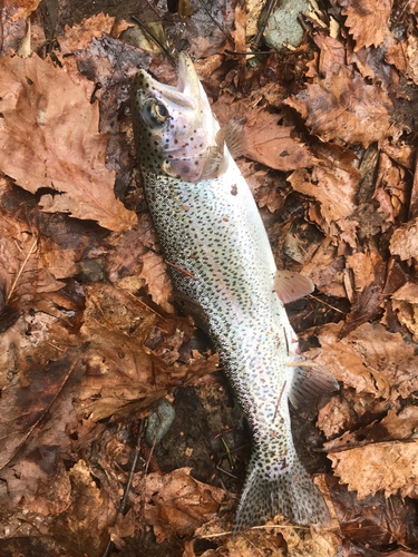 ニジマスの釣果