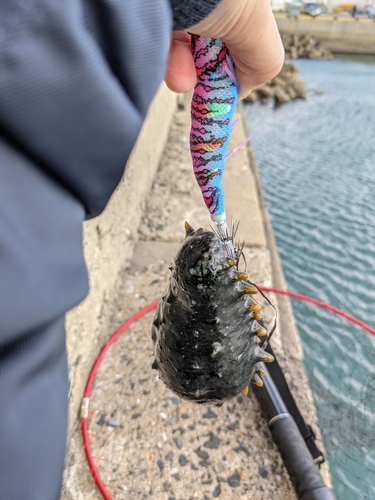 シリヤケイカの釣果