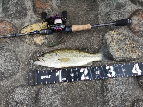 ブラックバスの釣果