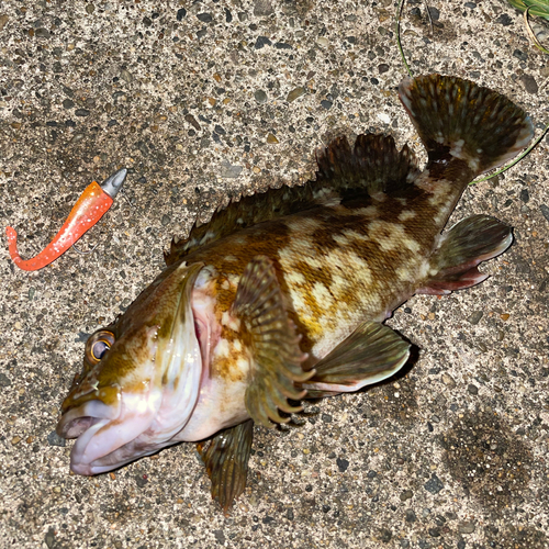 カサゴの釣果