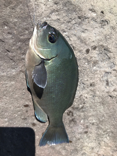 メジナの釣果