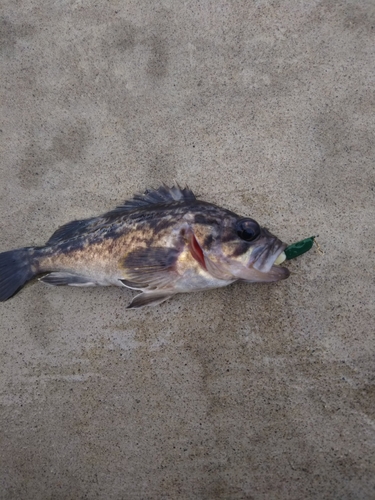 クロソイの釣果