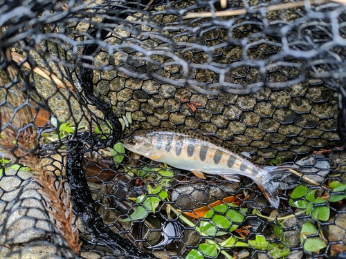 アマゴの釣果