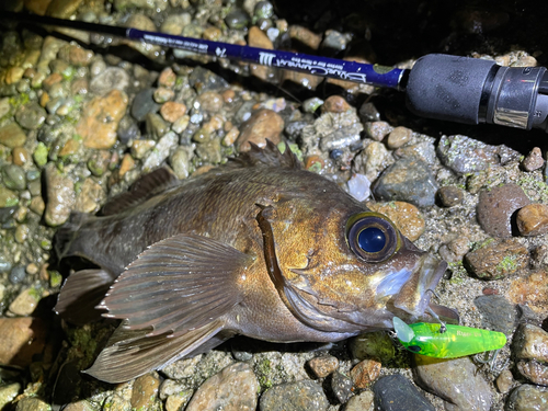 メバルの釣果