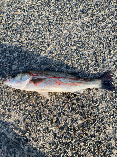 セイゴ（マルスズキ）の釣果