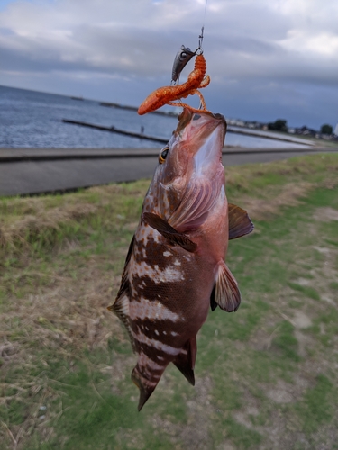 キジハタの釣果