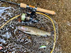 イワナの釣果