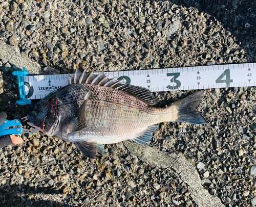 クロダイの釣果