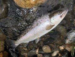 ブラウントラウトの釣果