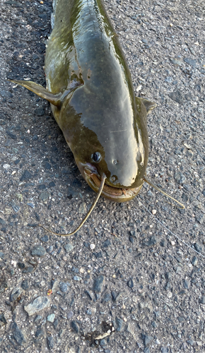 ナマズの釣果