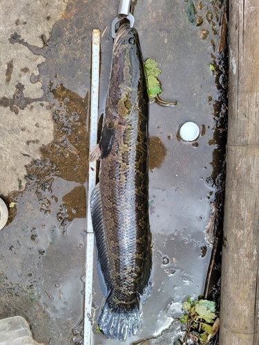 タイワンドジョウの釣果