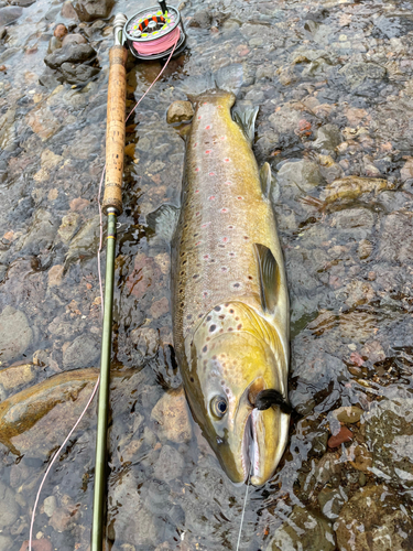 ブラウントラウトの釣果