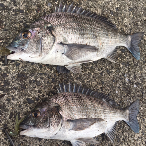 チヌの釣果