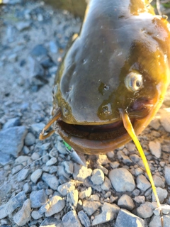 ナマズの釣果